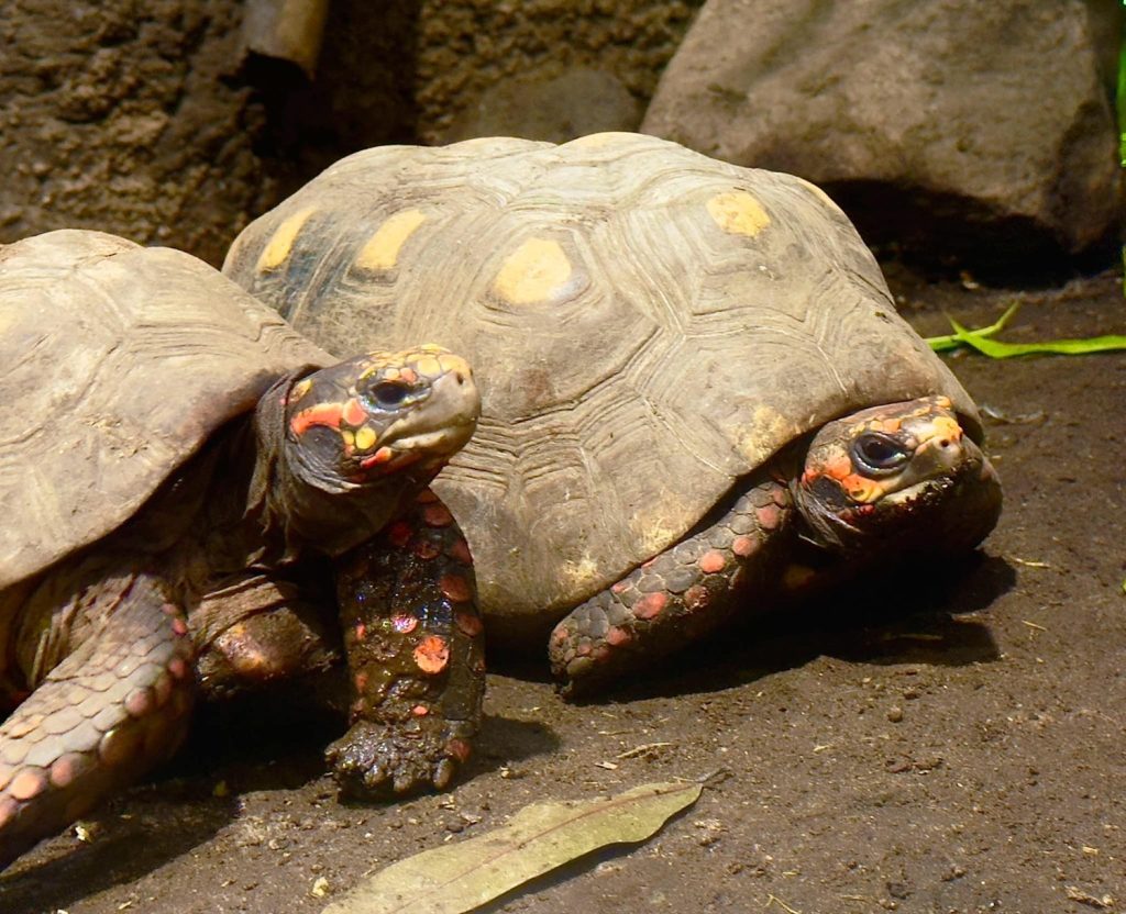 Rødfodet skovskildpadde