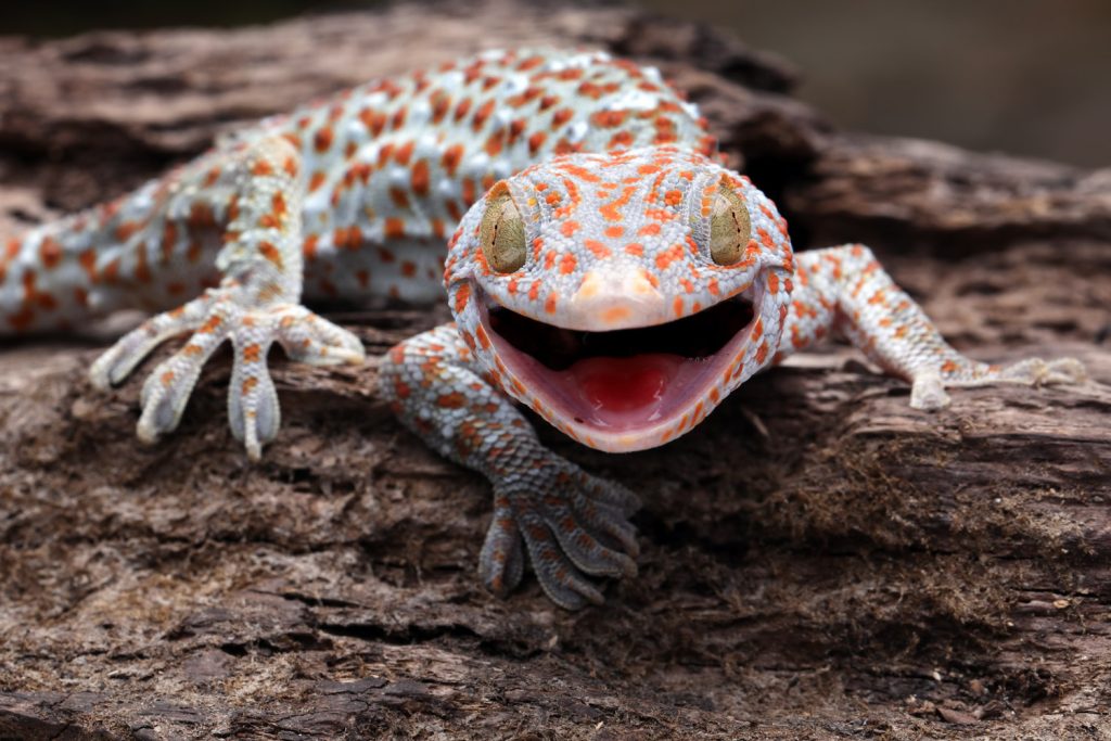 Tokay gekko