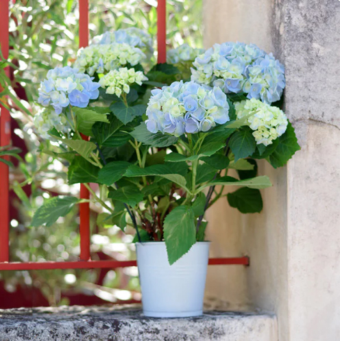 Hortensias
