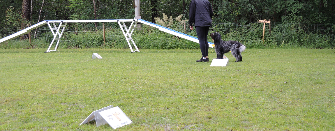 Schapendoes står bredvid sin förare vid rallylydnadsskylt