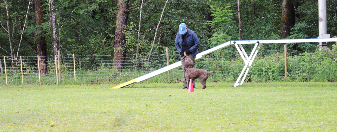 En lagotto med förare står vid en kon