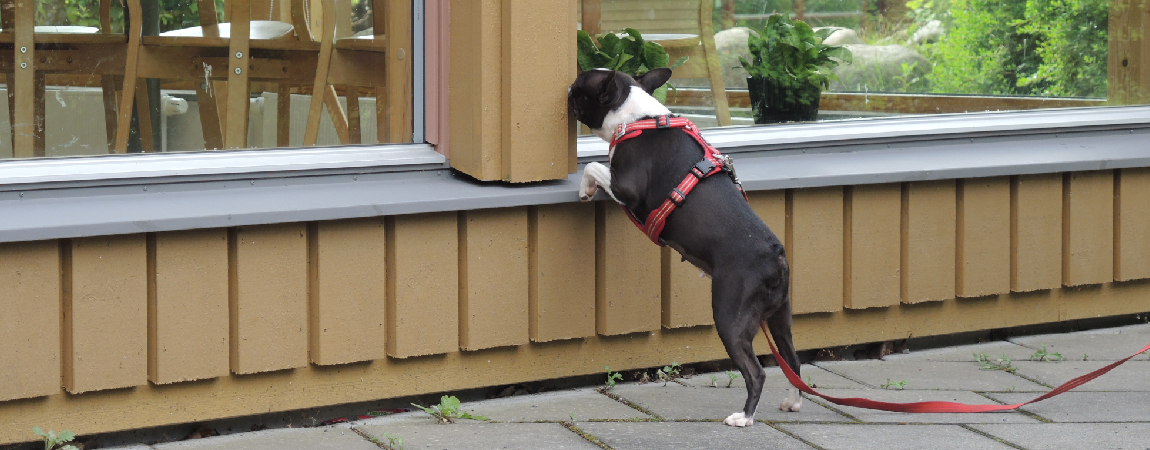 Bostonterrier står på bakbenen mot husvägg