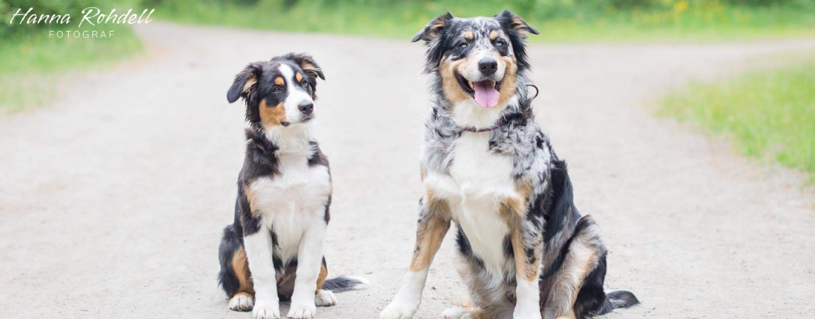 Två australian shepards sitter på grusväg