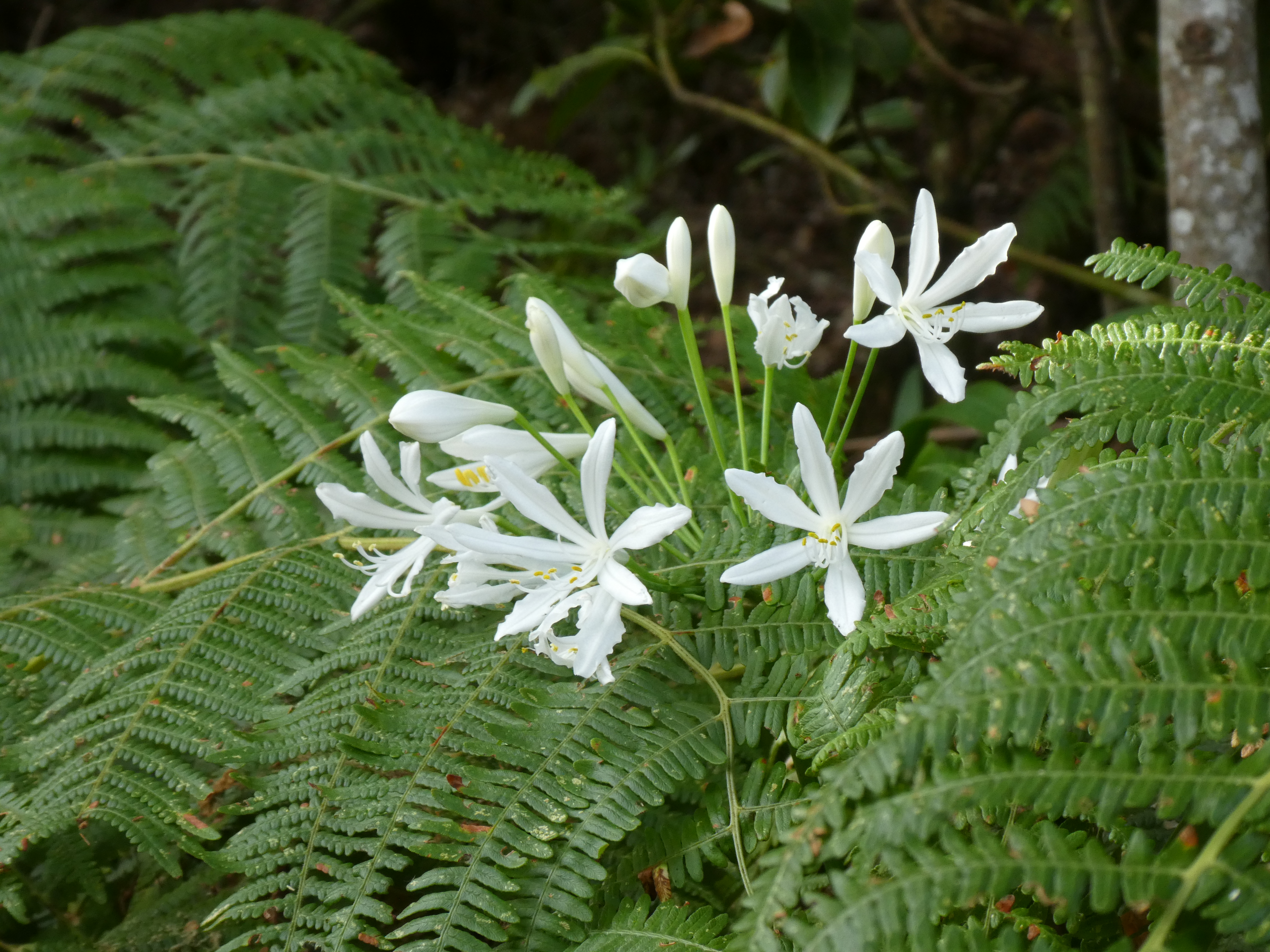 Weißer Agapanthus Madeira