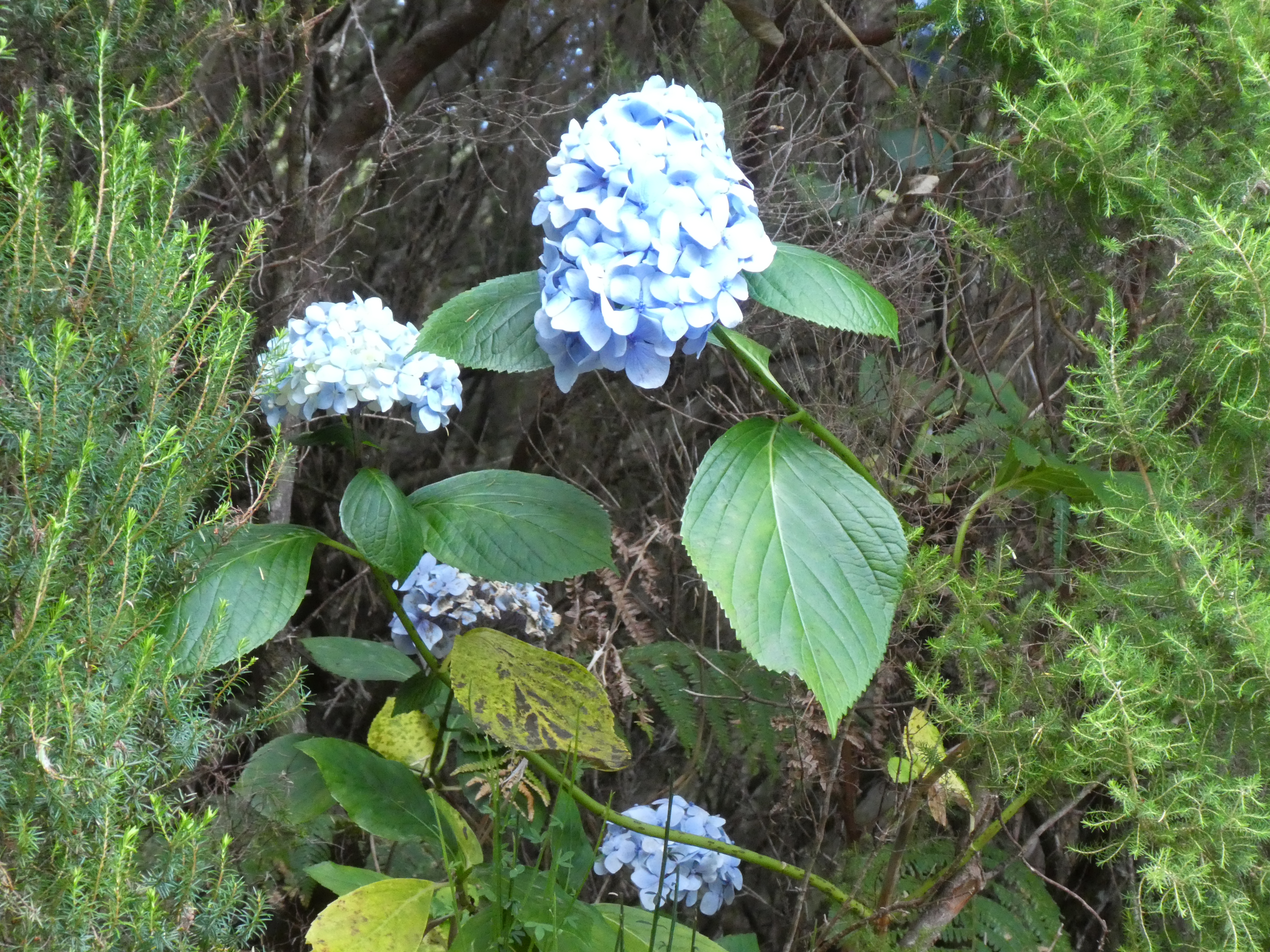 Blaue Hortensie Madeira