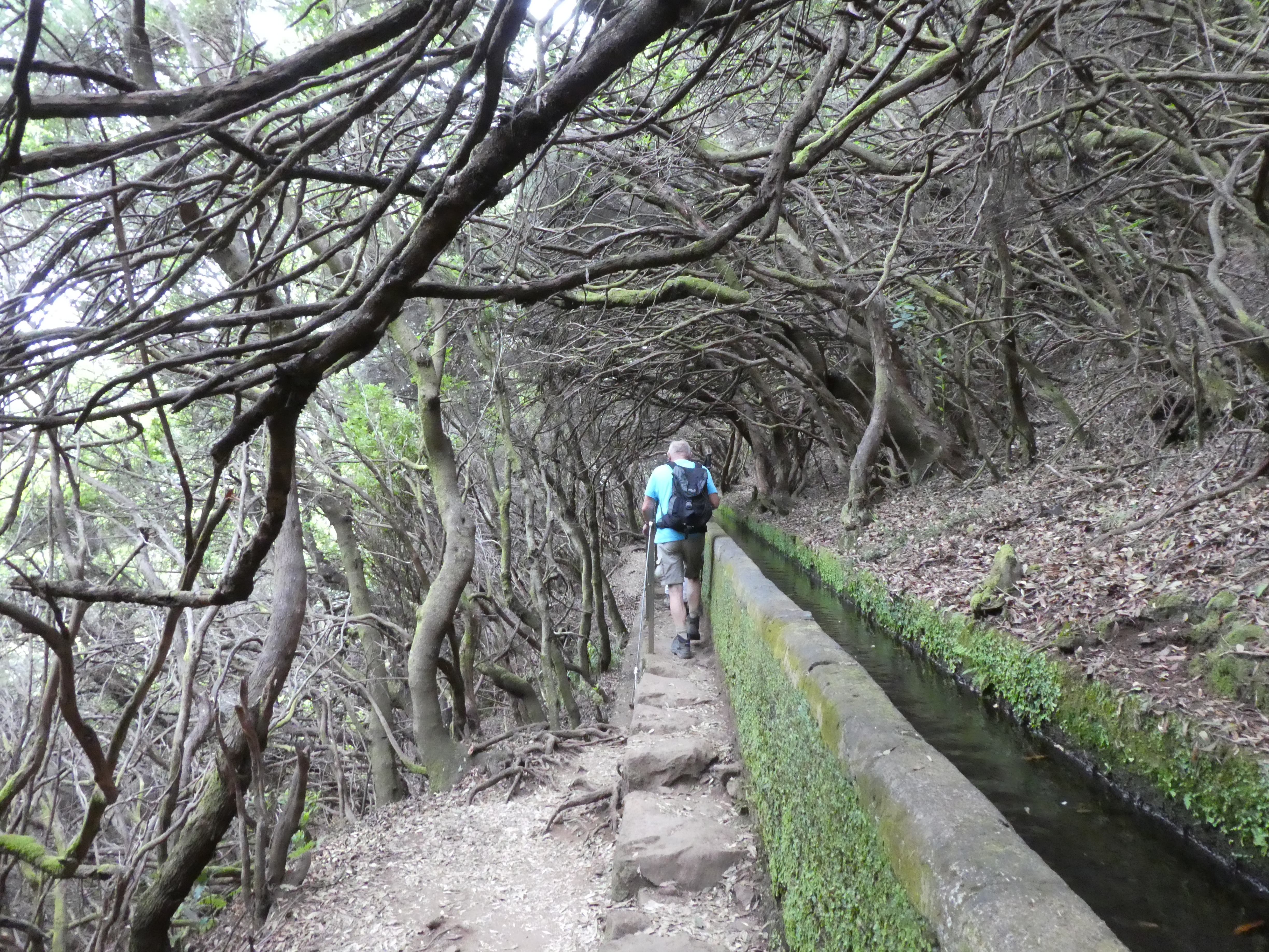 Levada Lorbeerwald Paul da Serra-Hochebene Madeira