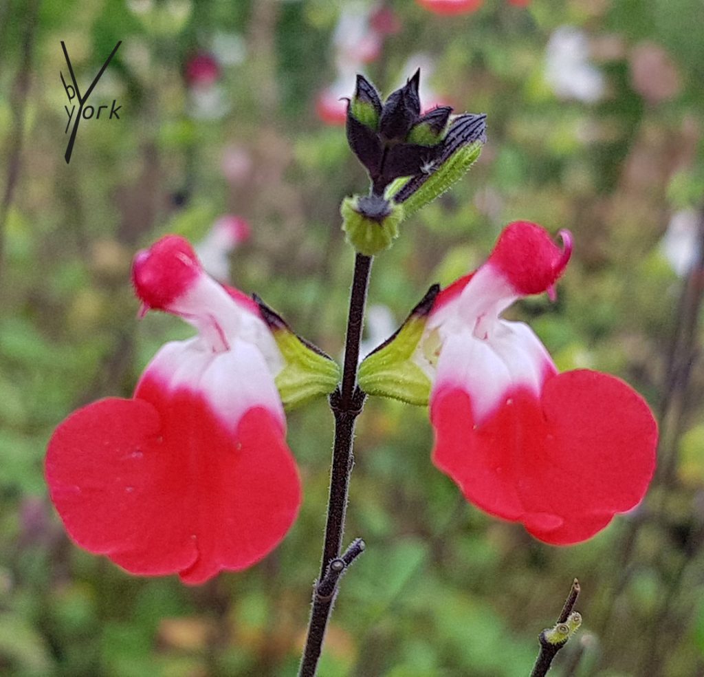 Hot Lips, Garden of York