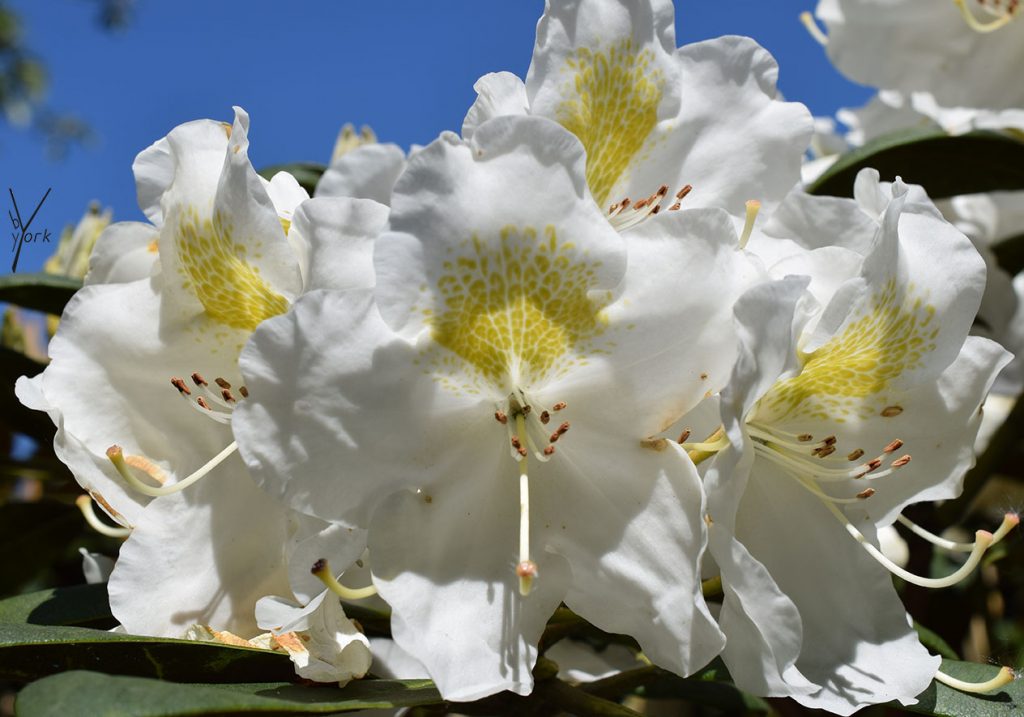 hvid rhododendron, patricia york