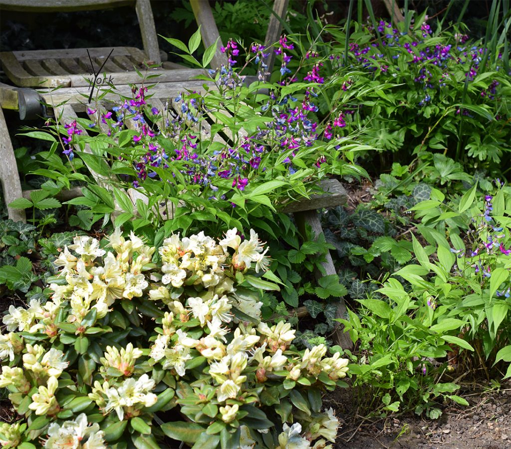 Rododendron og vorfladbælg