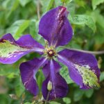 Clematis-Tuczka