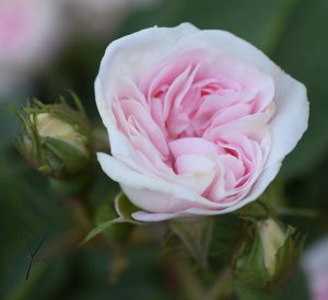 Maidens-Blush rose