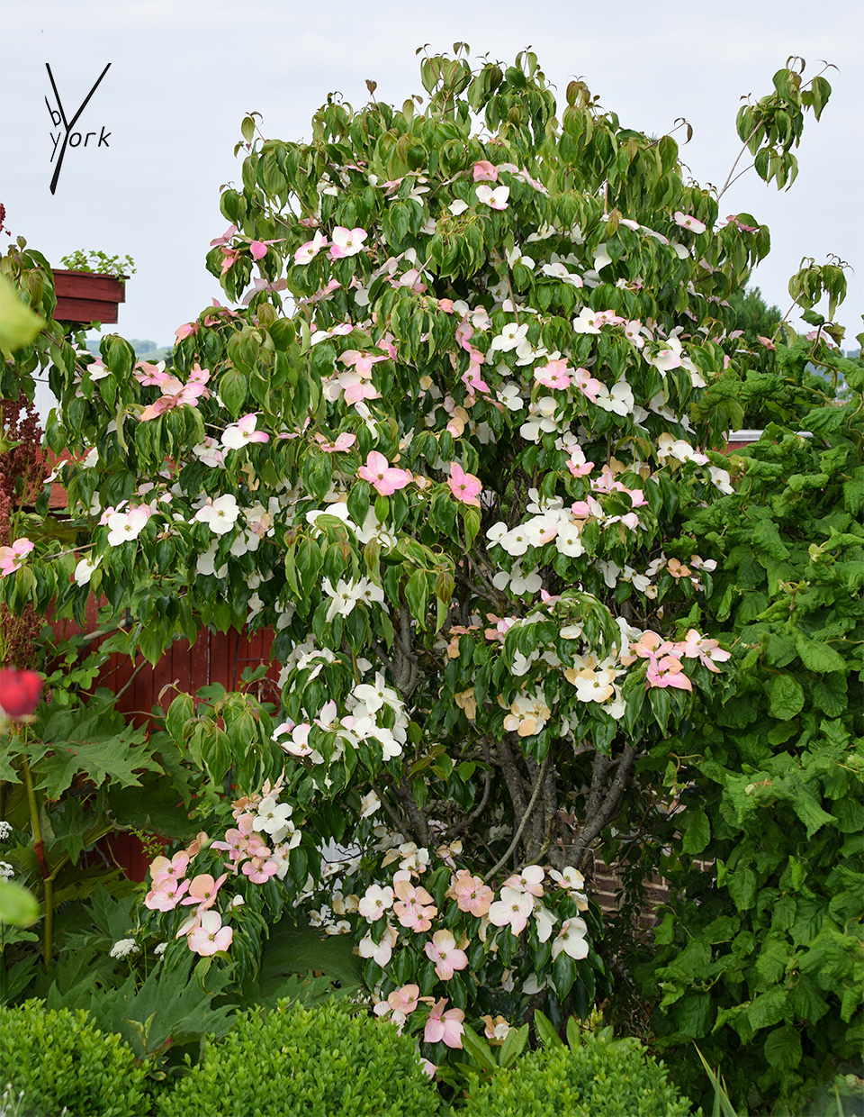 Cornus Kousa