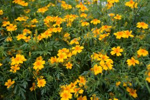 appelsin tagetes i garden of york