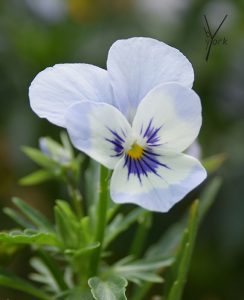 økologisk hornviol i garden of york