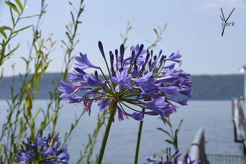 Acapanthus hos garden of york