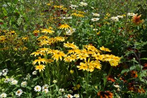 rudbeckia