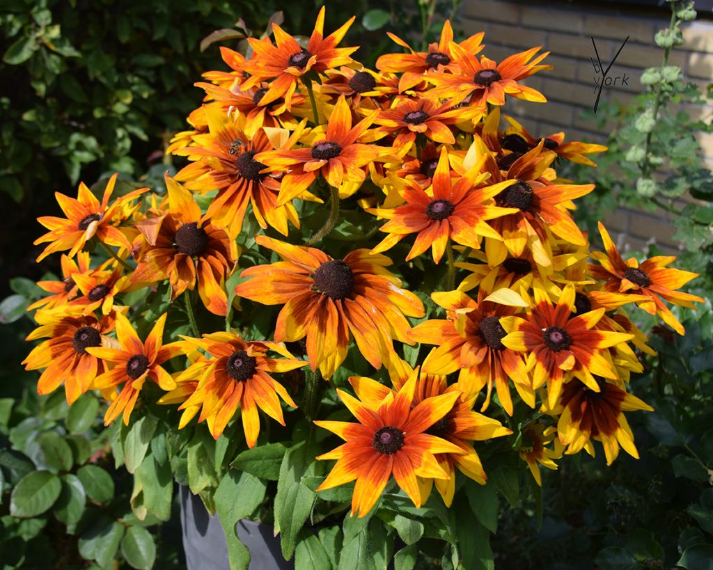 rudbeckia hos garden of york