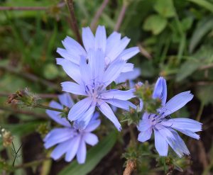 vild blomst hos Garden of York