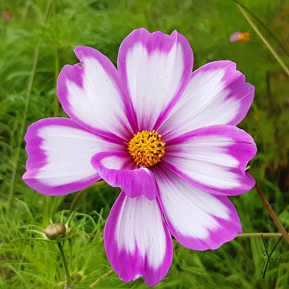 hvid pink cosmea, garden of york