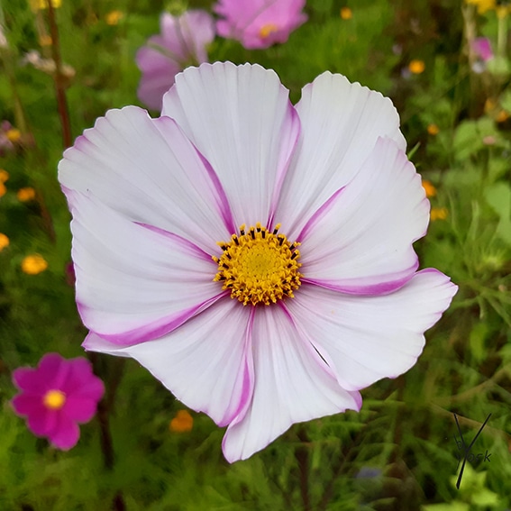 pink hvid cosmea, garden of york