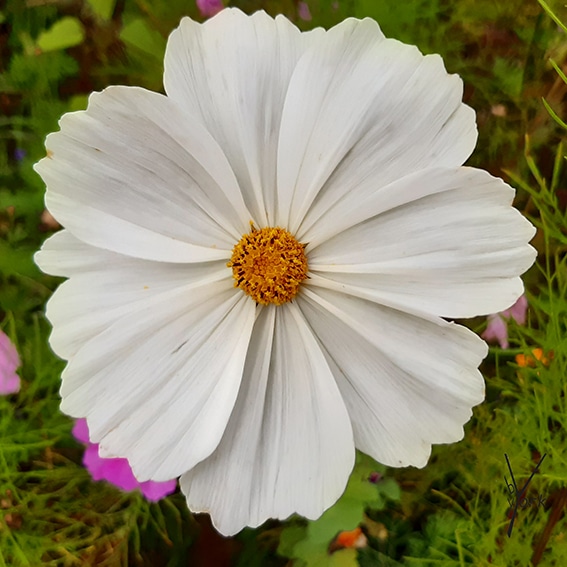 hvid cosmea, garden of york