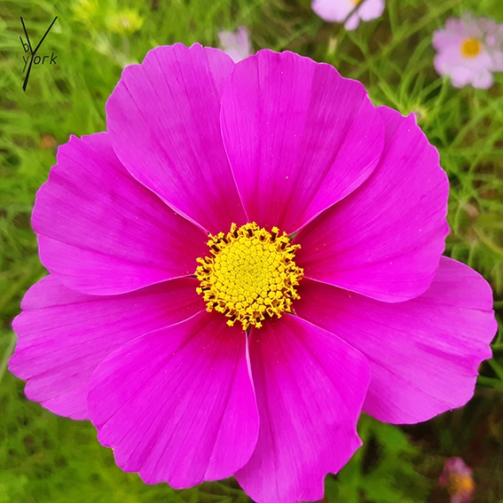 pink cosmea, garden of york