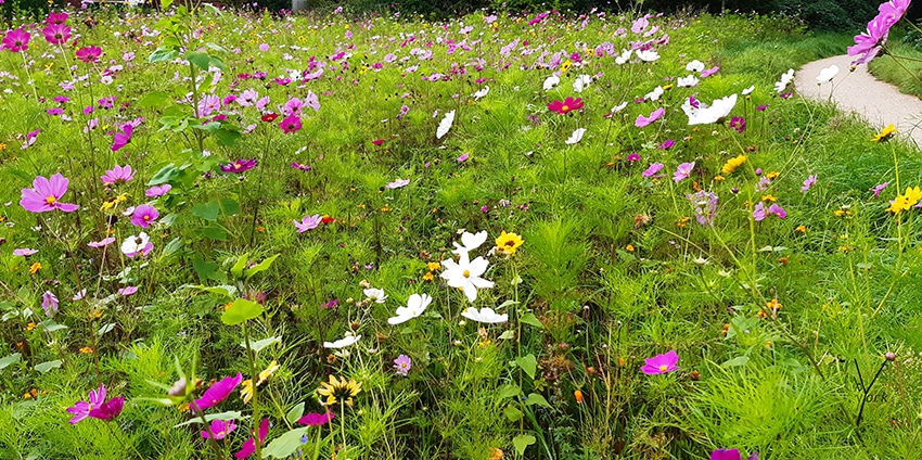 cosmea mark, garden of york