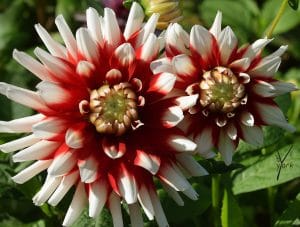 roed hvid dahlia, garden of york