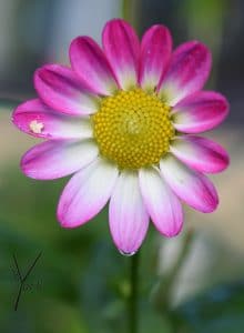 pink hvid dahlia, garden of york