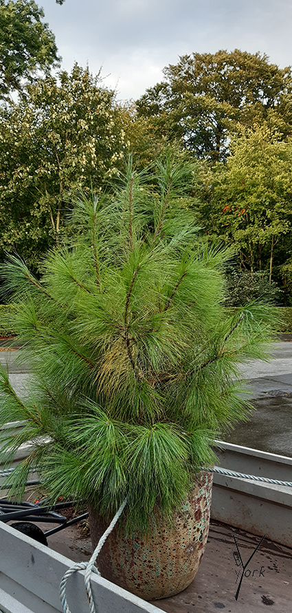 silkefyr, nusseplante, garden of york