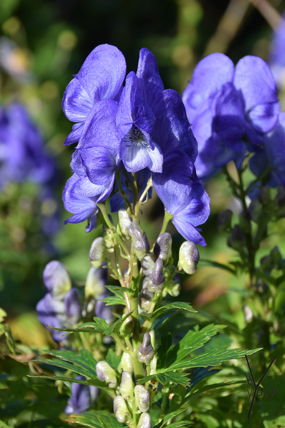 dyb blå Stormhat har allerede blomstret længe