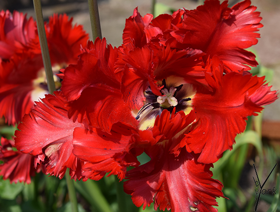 tulipan, gardenofyork