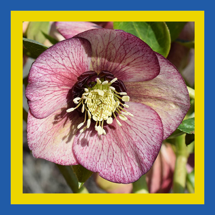 helleborus