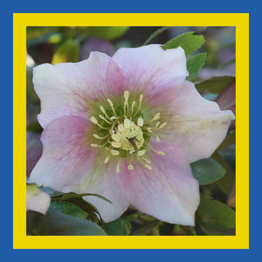 helleborus