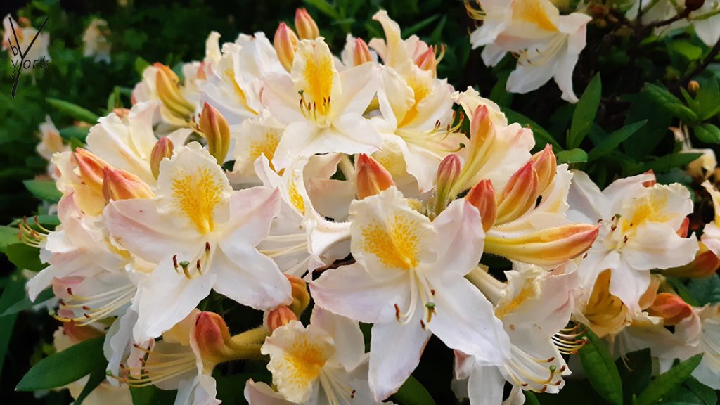 duft azalea-schneegold