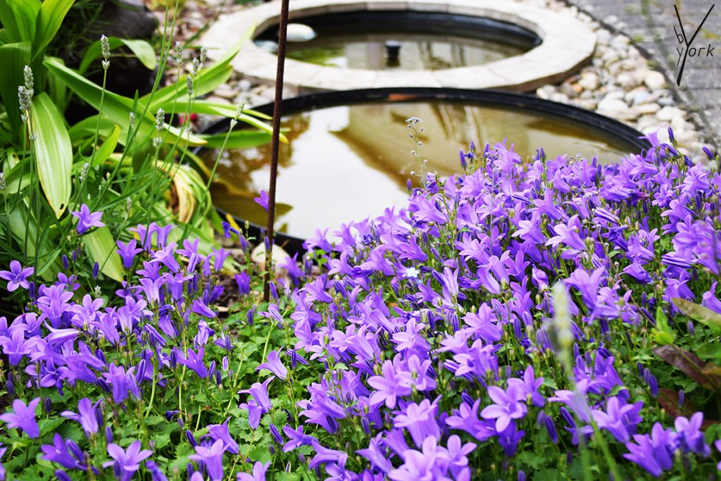 campanula