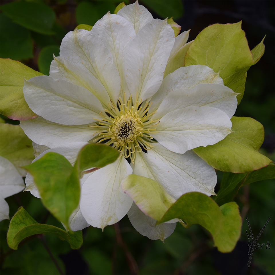 clematis delphine garden of york