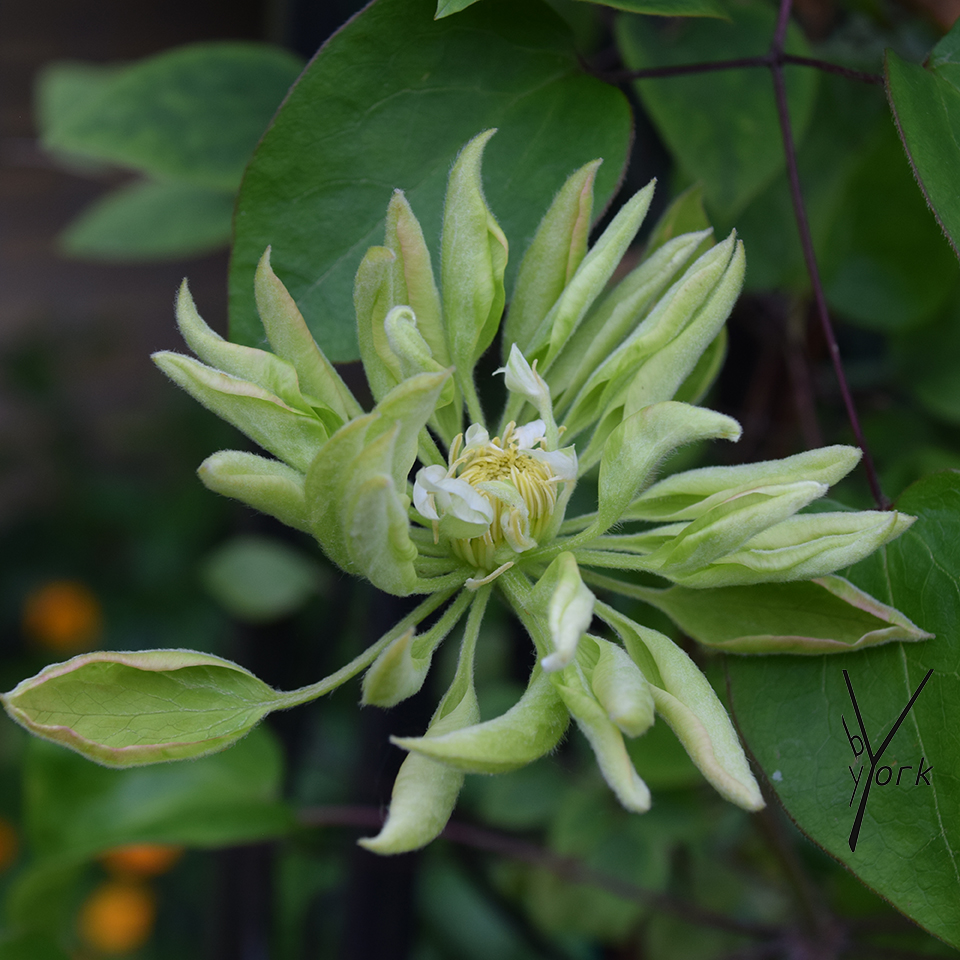 clematis delphine garden of york