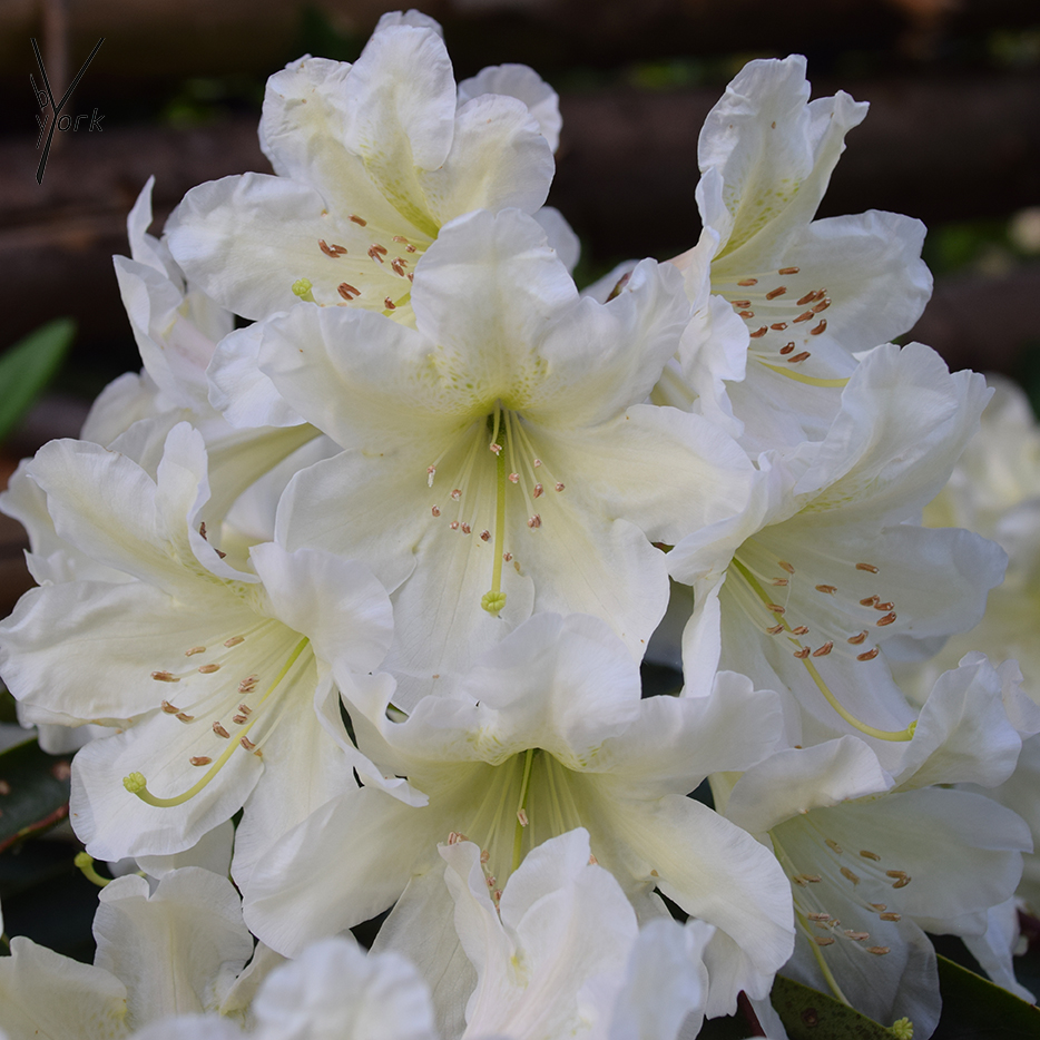 hvid rhododendron