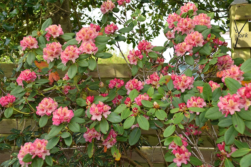 rhodo brasilia garden of york