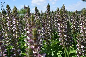 Acanthus bed Floriade