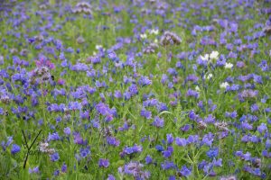 blå blomstermark til insekter floriade