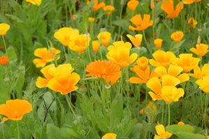 orange gul blomstermark til insekter1 floriade