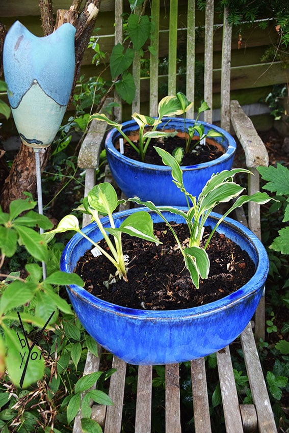 Hosta i blå krukke