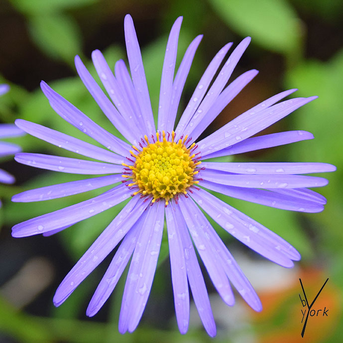 asters asters