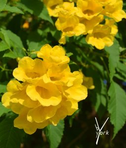 Tabebuia chrysantha