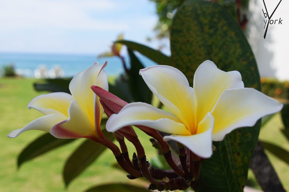 Havedrømme om frangipani