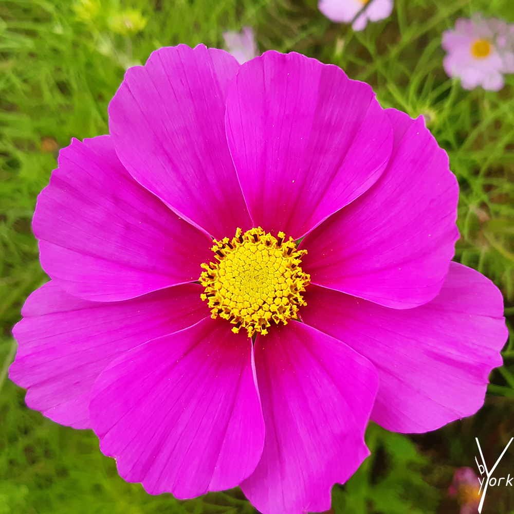 cosmea