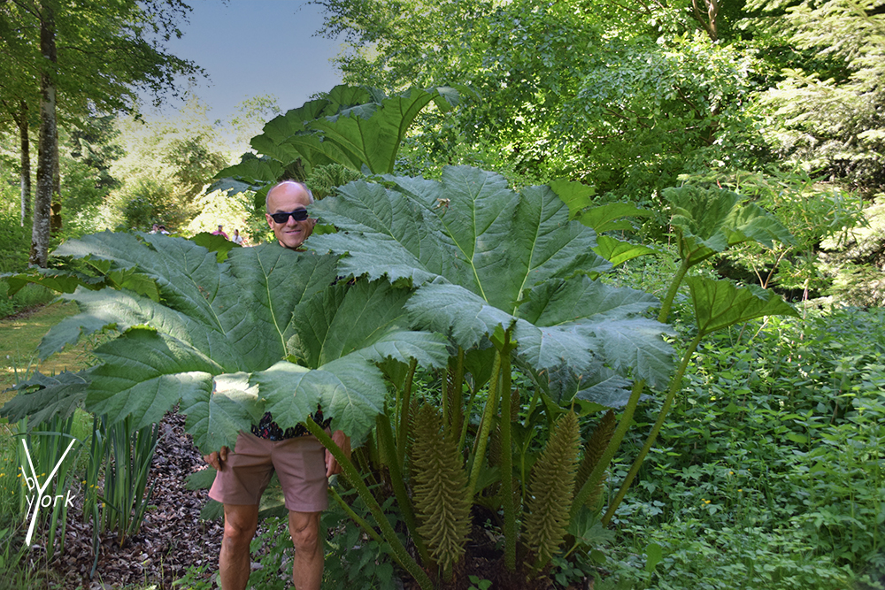 haveni hygild, garden of york