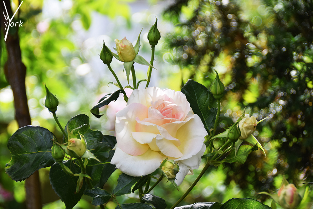 sart rose, garden of york